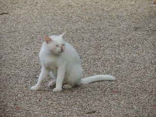 Filename=DSCN4807.JPG
Filesize=6259KiB
Dimensions=4608x3456
Date added=Sep 24, 2019 DSCN4807.JPG