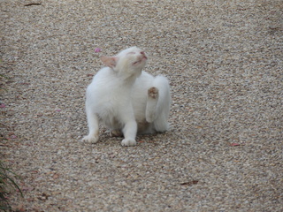 Filename=DSCN4808.JPG
Filesize=6308KiB
Dimensions=4608x3456
Date added=Sep 24, 2019 DSCN4808.JPG