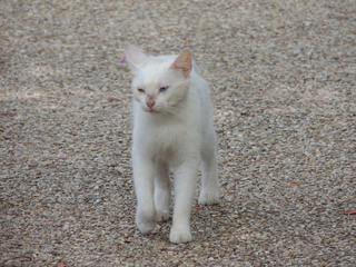 Filename=DSCN4809.JPG
Filesize=6149KiB
Dimensions=4608x3456
Date added=Sep 24, 2019 DSCN4809.JPG