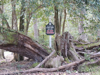 Filename=DSCN4825.JPG
Filesize=6209KiB
Dimensions=4608x3456
Date added=Sep 24, 2019 DSCN4825.JPG