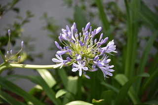 Filename=DSC_3137.JPG
Filesize=15243KiB
Dimensions=7360x4912
Date added=Apr 29, 2021 DSC_3137.JPG