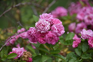 Filename=DSC_3323.JPG
Filesize=15848KiB
Dimensions=7360x4912
Date added=May 01, 2021 DSC_3323.JPG