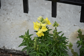 Filename=DSC_3499.JPG
Filesize=14703KiB
Dimensions=7360x4912
Date added=May 04, 2021 DSC_3499.JPG