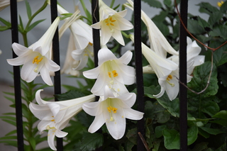 Filename=DSC_3507.JPG
Filesize=14910KiB
Dimensions=7360x4912
Date added=May 04, 2021 DSC_3507.JPG