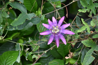 Filename=DSC_3510.JPG
Filesize=17004KiB
Dimensions=7360x4912
Date added=May 04, 2021 DSC_3510.JPG