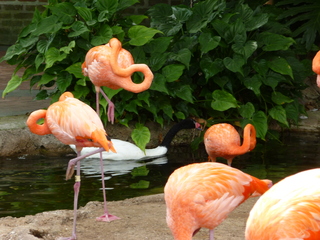 Filename=P1060361.JPG
Filesize=5637KiB
Dimensions=4320x3240
Date added=Sep 24, 2019 P1060361.JPG