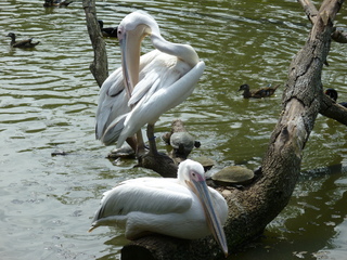 Filename=P1060388.JPG
Filesize=5839KiB
Dimensions=4320x3240
Date added=Sep 24, 2019 P1060388.JPG