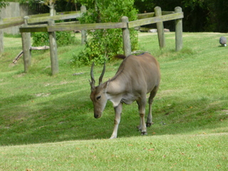 Filename=P1060391.JPG
Filesize=5376KiB
Dimensions=4320x3240
Date added=Sep 24, 2019 P1060391.JPG