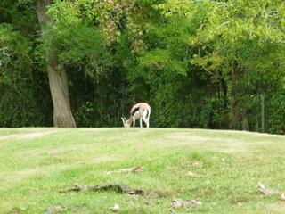 Filename=P1060392.JPG
Filesize=5740KiB
Dimensions=4320x3240
Date added=Sep 24, 2019 P1060392.JPG