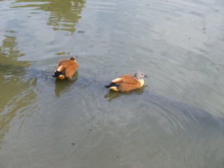 Filename=P1060393.JPG
Filesize=5121KiB
Dimensions=4320x3240
Date added=Sep 24, 2019 P1060393.JPG