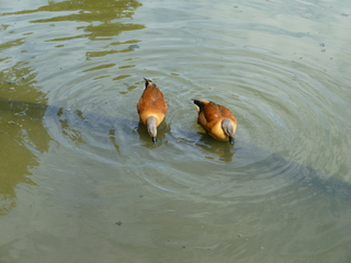 Filename=P1060394.JPG
Filesize=5472KiB
Dimensions=4320x3240
Date added=Sep 24, 2019 P1060394.JPG