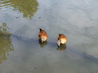 Filename=P1060395.JPG
Filesize=5376KiB
Dimensions=4320x3240
Date added=Sep 24, 2019 P1060395.JPG