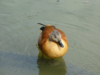 Filename=P1060396.JPG
Filesize=5418KiB
Dimensions=4320x3240
Date added=Sep 24, 2019 P1060396.JPG