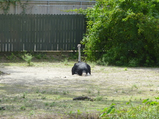 Filename=P1060397.JPG
Filesize=5938KiB
Dimensions=4320x3240
Date added=Sep 24, 2019 P1060397.JPG