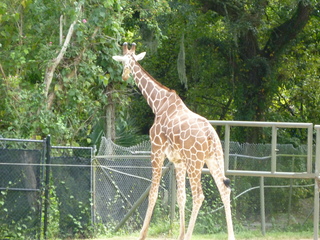 Filename=P1060398.JPG
Filesize=5919KiB
Dimensions=4320x3240
Date added=Sep 24, 2019 P1060398.JPG