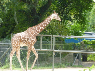 Filename=P1060399.JPG
Filesize=5764KiB
Dimensions=4320x3240
Date added=Sep 24, 2019 P1060399.JPG