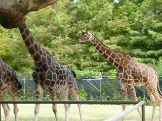 Filename=P1060401.JPG
Filesize=5700KiB
Dimensions=4320x3240
Date added=Sep 24, 2019 P1060401.JPG