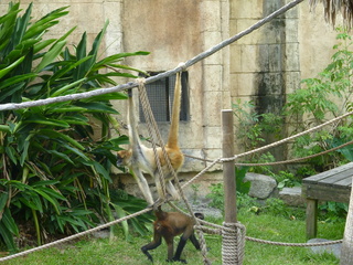 Filename=P1060412.JPG
Filesize=5888KiB
Dimensions=4320x3240
Date added=Sep 24, 2019 P1060412.JPG