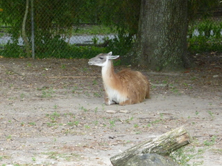 Filename=P1060417.JPG
Filesize=5636KiB
Dimensions=4320x3240
Date added=Sep 24, 2019 P1060417.JPG