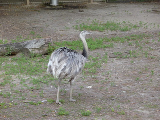 Filename=P1060418.JPG
Filesize=6124KiB
Dimensions=4320x3240
Date added=Sep 24, 2019 P1060418.JPG