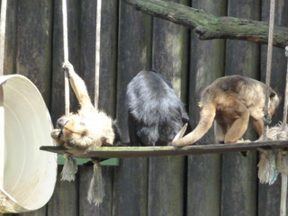 Filename=P1060426.JPG
Filesize=3750KiB
Dimensions=4320x3240
Date added=Sep 24, 2019 P1060426.JPG