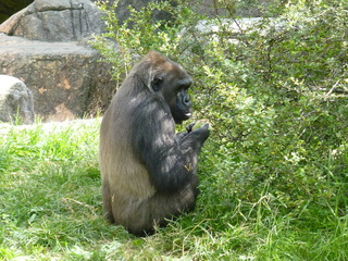 Filename=P1060434.JPG
Filesize=5637KiB
Dimensions=4320x3240
Date added=Sep 24, 2019 P1060434.JPG