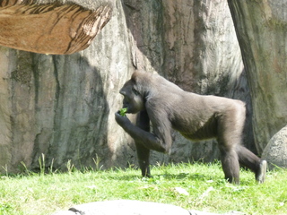 Filename=P1060435.JPG
Filesize=5832KiB
Dimensions=4320x3240
Date added=Sep 24, 2019 P1060435.JPG