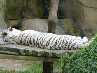 Filename=P1060441.JPG
Filesize=5317KiB
Dimensions=4320x3240
Date added=Sep 24, 2019 P1060441.JPG