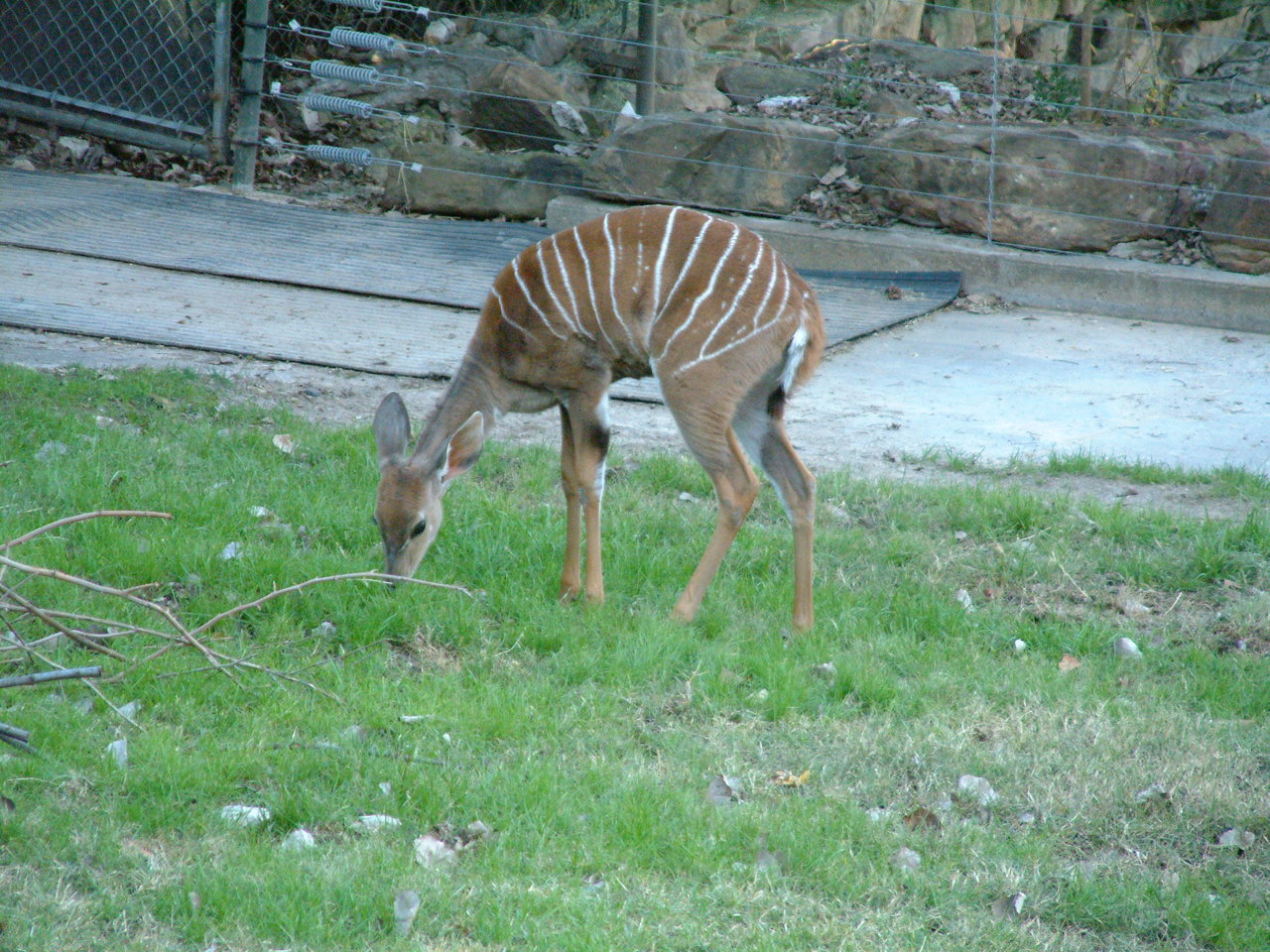 Ft_Worth_Zoo1_12-23-01_074.jpg