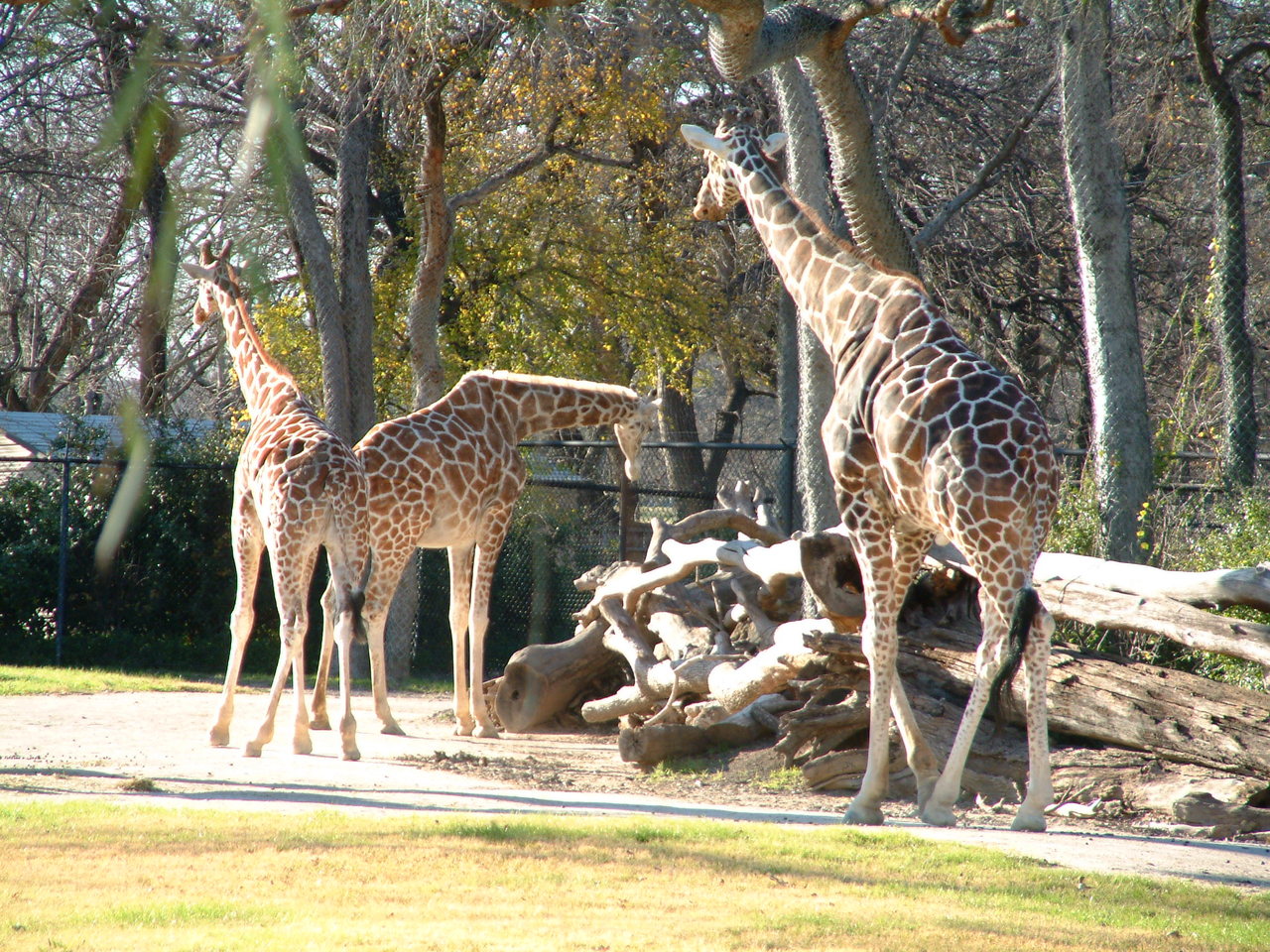 Ft_Worth_Zoo2_12-23-01_007.jpg