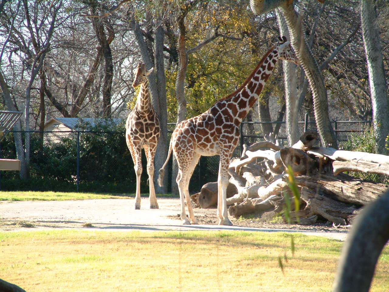 Ft_Worth_Zoo2_12-23-01_013.jpg