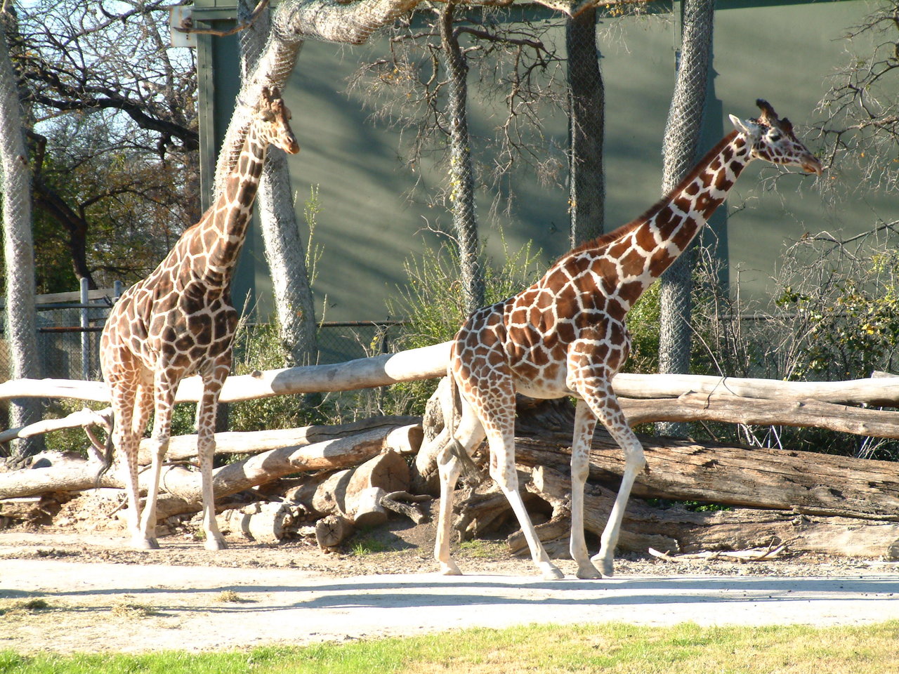 Ft_Worth_Zoo2_12-23-01_018.jpg