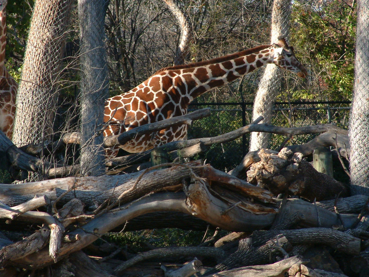 Ft_Worth_Zoo2_12-23-01_020.jpg