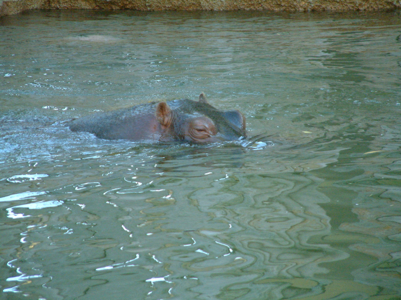 Ft_Worth_Zoo2_12-23-01_029.jpg