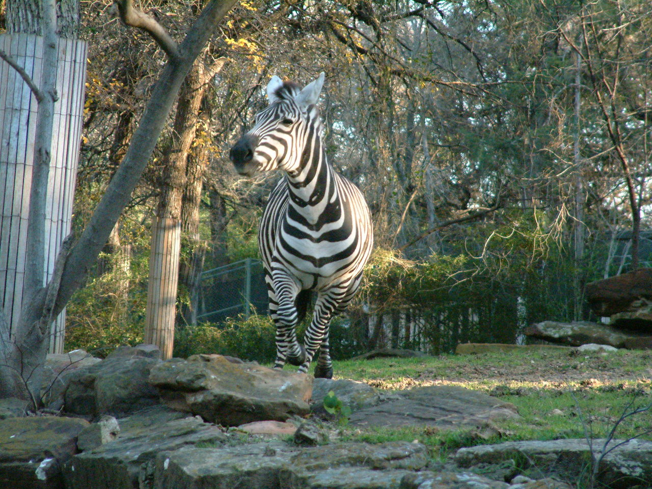 Ft_Worth_Zoo2_12-23-01_038.jpg