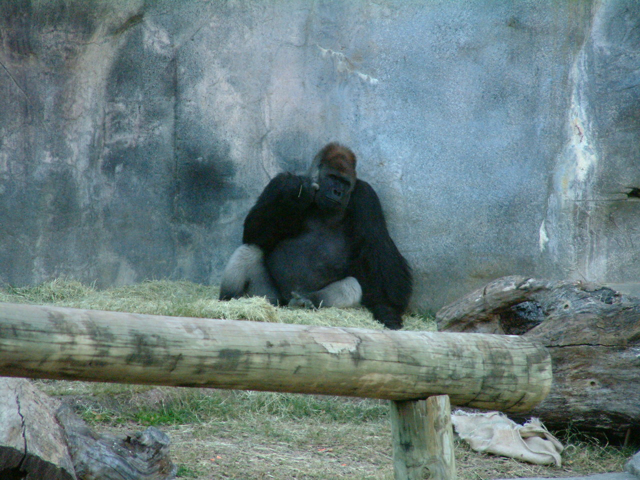 Ft_Worth_Zoo2_12-23-01_042.jpg