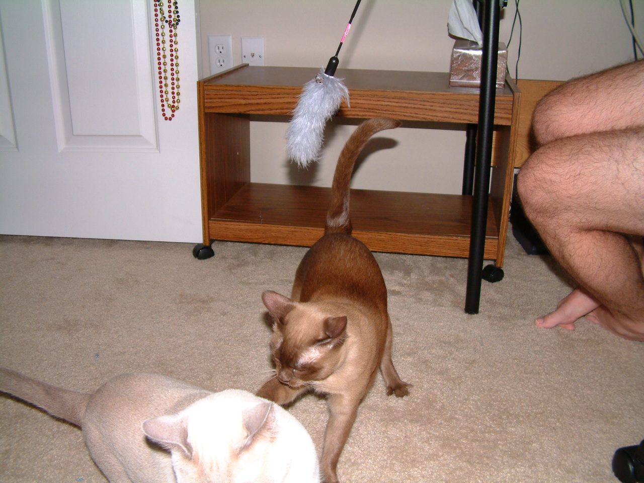kitties_at_play_007.jpg