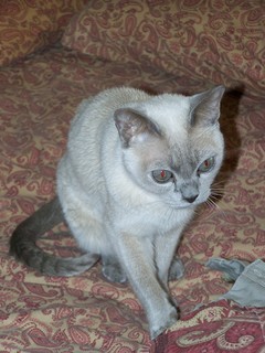 Filename=100_2411.JPG
Filesize=1219KiB
Dimensions=2128x2832
Date added=Sep 28, 2019 100_2411.JPG