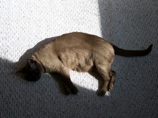 Filename=100_2412.JPG
Filesize=1505KiB
Dimensions=2832x2128
Date added=Sep 28, 2019 100_2412.JPG