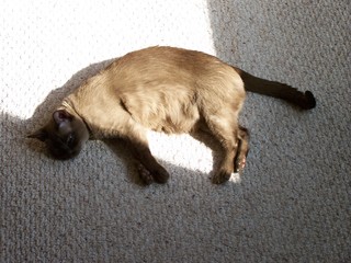 Filename=100_2413.JPG
Filesize=1583KiB
Dimensions=2832x2128
Date added=Sep 28, 2019 100_2413.JPG