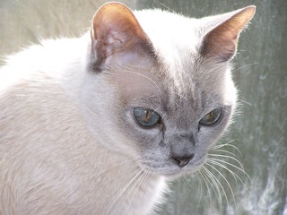 Filename=100_2417.JPG
Filesize=1134KiB
Dimensions=2832x2128
Date added=Sep 28, 2019 100_2417.JPG