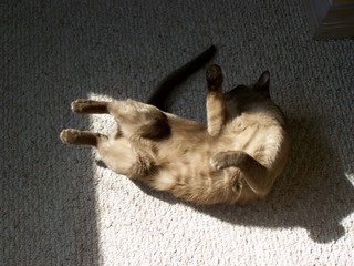 Filename=100_2418.JPG
Filesize=1330KiB
Dimensions=2832x2128
Date added=Sep 28, 2019 100_2418.JPG