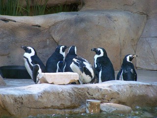 Filename=100_2431.JPG
Filesize=1876KiB
Dimensions=2832x2128
Date added=Sep 28, 2019 100_2431.JPG