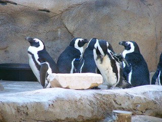 Filename=100_2432.JPG
Filesize=1803KiB
Dimensions=2832x2128
Date added=Sep 28, 2019 100_2432.JPG