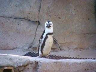 Filename=100_2433.JPG
Filesize=1751KiB
Dimensions=2832x2128
Date added=Sep 28, 2019 100_2433.JPG