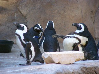 Filename=100_2435.JPG
Filesize=1761KiB
Dimensions=2832x2128
Date added=Sep 28, 2019 100_2435.JPG