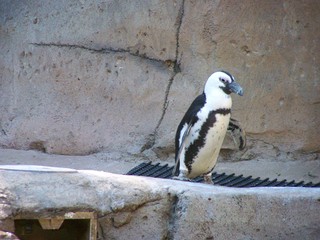 Filename=100_2436.JPG
Filesize=1804KiB
Dimensions=2832x2128
Date added=Sep 28, 2019 100_2436.JPG