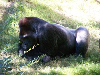 Filename=100_2442.JPG
Filesize=2189KiB
Dimensions=2832x2128
Date added=Sep 28, 2019 100_2442.JPG