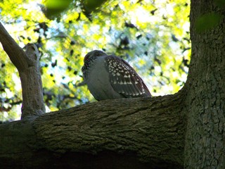 Filename=100_2449.JPG
Filesize=1730KiB
Dimensions=2832x2128
Date added=Sep 28, 2019 100_2449.JPG