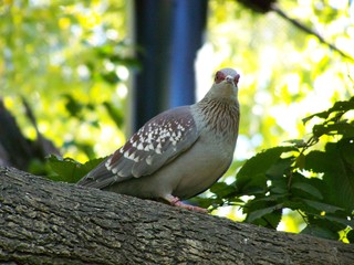 Filename=100_2450.JPG
Filesize=1670KiB
Dimensions=2832x2128
Date added=Sep 28, 2019 100_2450.JPG